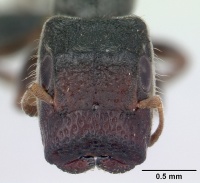 Tetraponera phragmotica casent0136420 head 1.jpg