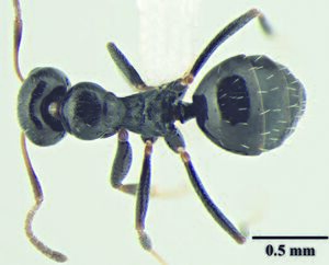 Wachkoo, A.A., Bharti, H. et al. 2021. Taxonomic review of the ant genus Lepisiota from India (10.20363@BZB-2021.70.2.227), Fig. 18.jpg