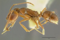 A. fricatus sd.jpg