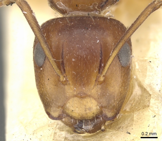 File:Camponotus andrewsi casent0903579 h 1 high.jpg