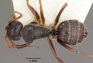 Camponotus auropubens aldabrensis casent0104617 dorsal 1.jpg