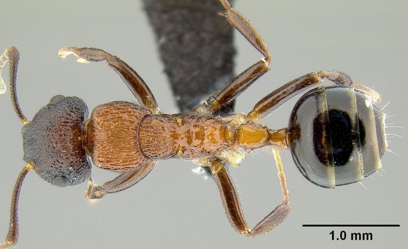 File:Camponotus bryani casent0171158 d 1 high.jpg