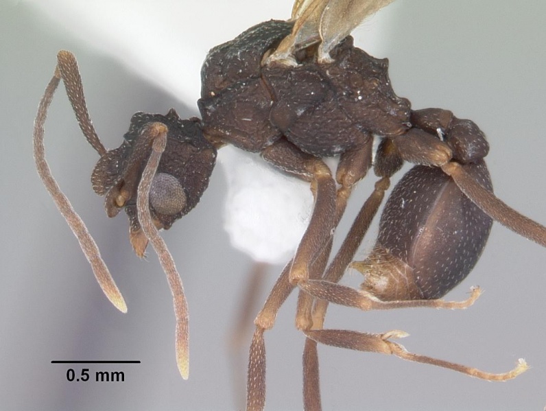 File:Cyphomyrmex rimosus casent0103840 profile 1.jpg