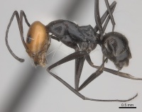 Dorymyrmex tener casent0217411 p 1 high.jpg