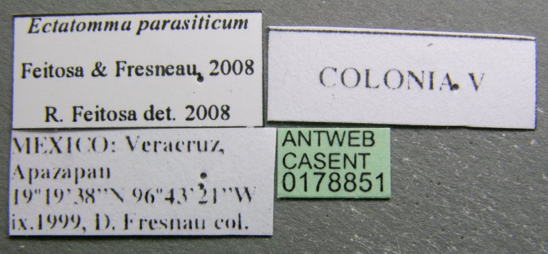 File:Ectatomma parasiticum casent0178851 l 1 high.jpg