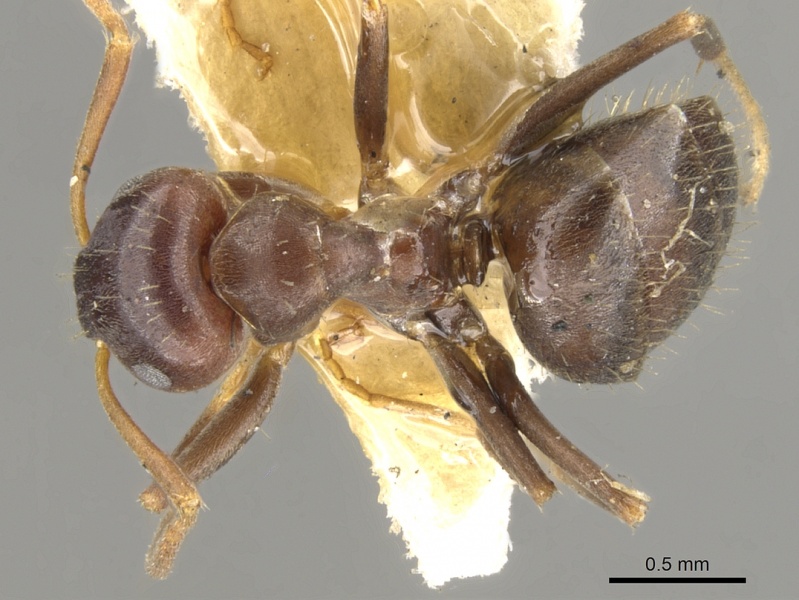 File:Lasius himalayanus casent0903216 d 1 high.jpg