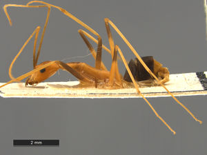 Leptomyrmex geniculatus side view