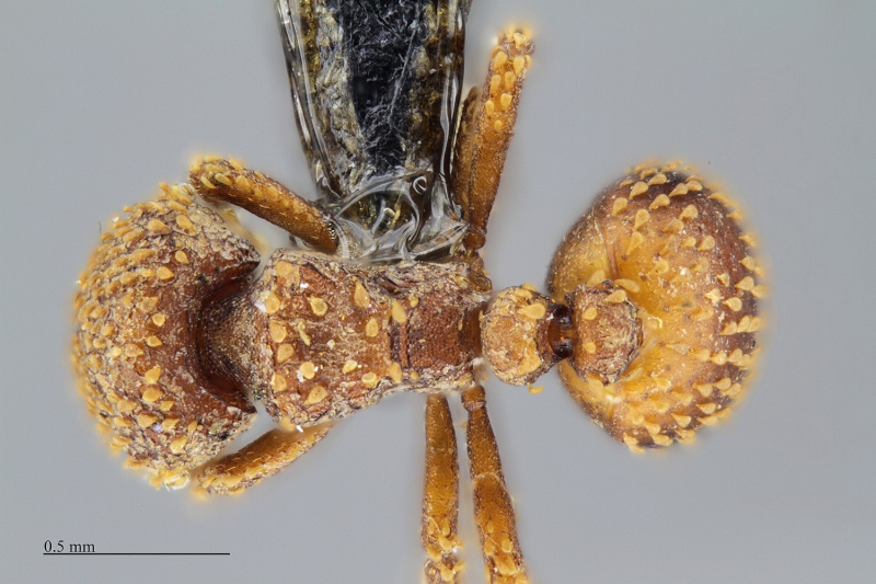 File:MCZ ENT Calyptomyrmex-MOZ-sp1 had 5x.jpg