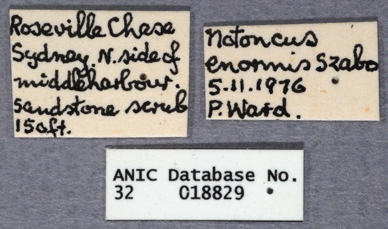 File:Notoncus enormis ANIC32-018829 labels-Antwiki.jpg