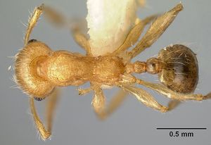 Pheidole amabilis casent0610089 dorsal 1.jpg