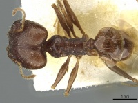 Pheidole arcifera casent0913266 d 1 high.jpg