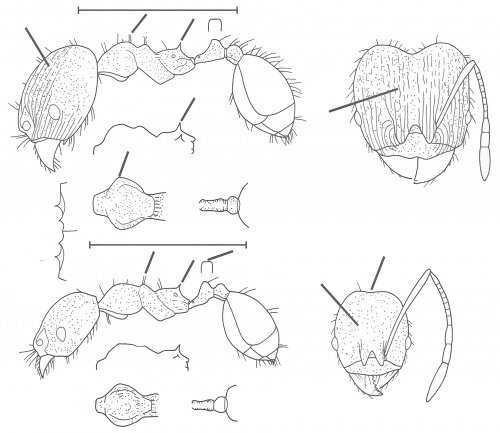 Pheidole metana Wilson 2003.jpg