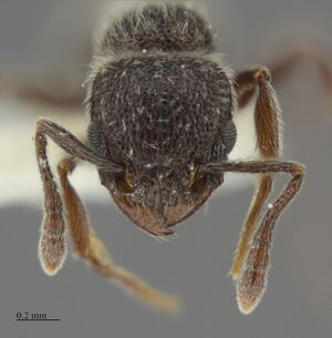 Tetramorium yarthella hef.jpg