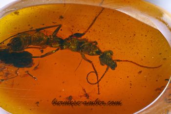 Camelomecia janovitzi, Burmese-amber.com (4).jpg