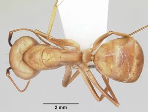 Camponotus absquatulator casent0103107 dorsal 1.jpg