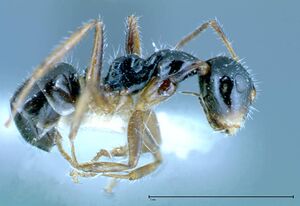 Camponotus dolabratus focol0118-3 p 1 high.jpg