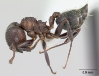 Crematogaster sericea casent0173950 profile 1.jpg