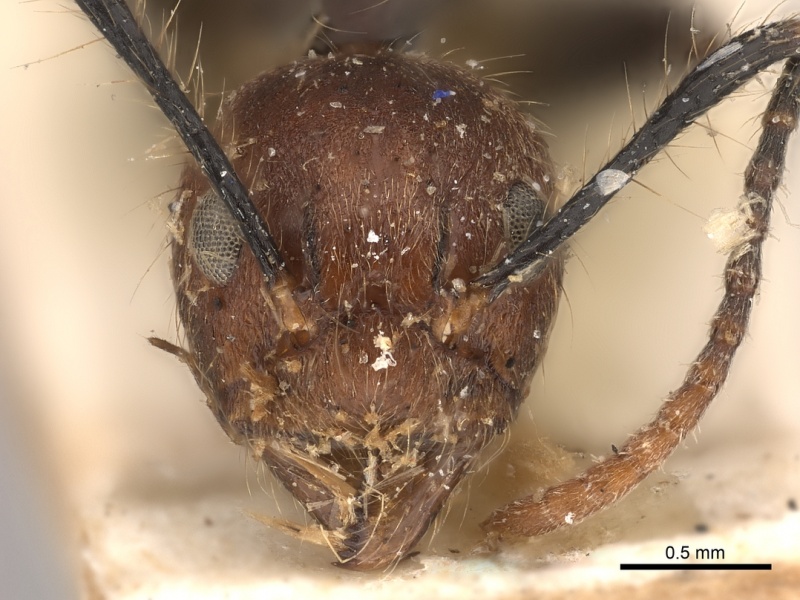 File:Dolichoderus cogitans casent0217393 h 1 high.jpg