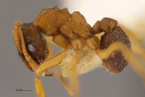 MCZ-ENT00524063 Cyphomyrmex minutus-hal6-3.jpg