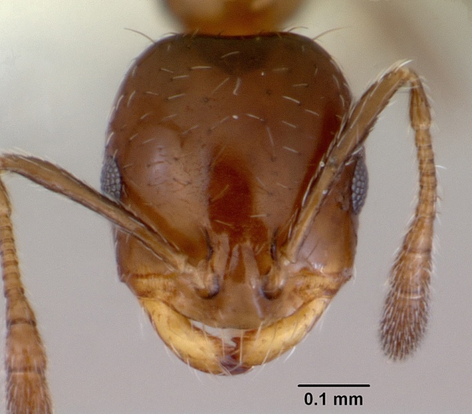 File:Monomorium fieldi casent0172355 head 1.jpg