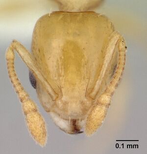 Nesomyrmex madecassus casent0422630 head 1.jpg