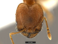 Pheidole-flavens-MCZ001SH.jpg