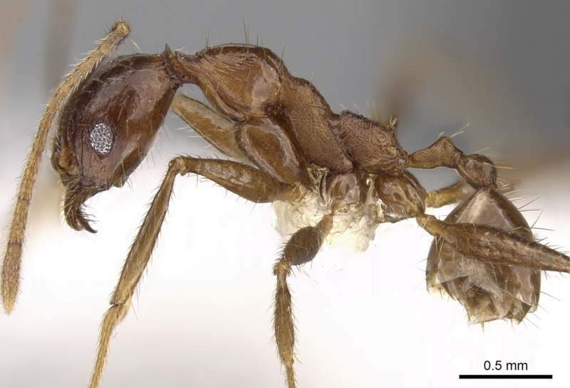 File:Pheidole aglae casent0281669 p 1 high.jpg