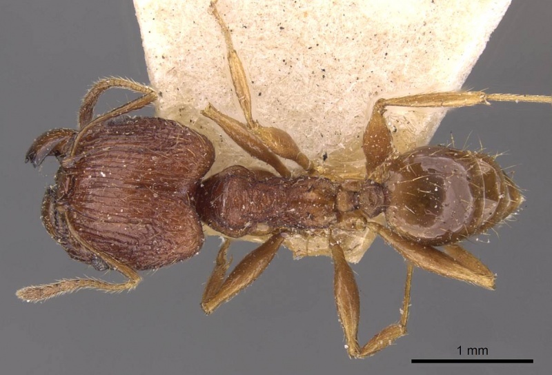 File:Pheidole binghamii casent0907866 d 1 high.jpg