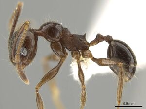 Pheidole platyscapa CASENT0619607 p.jpg