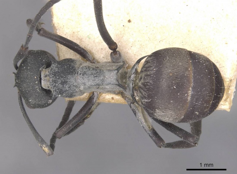 File:Polyrhachis diotima casent0910883 d 1 high.jpg