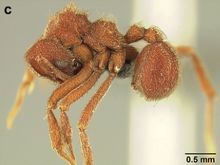 Sericomyrmex scrobifer F61c.jpg