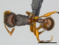 Tetramorium adamsi casent0218052 d 1 high.jpg