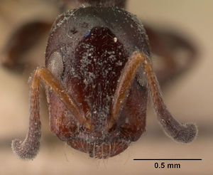 Tetraponera demens casent0101396 head 1.jpg