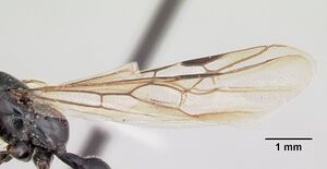 Tetraponera nigra casent0103314 profile 2.jpg