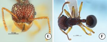 Acanthomyrmex mizunoi F4ef.jpg