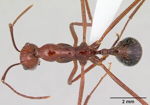 Aphaenogaster swammerdami casent0421554 dorsal 1.jpg