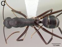 Camponotus aina 40c.jpg