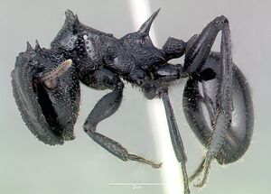 Cephalotes alfaroi casent0040147 profile 1.jpg