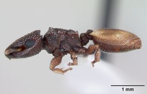 Cephalotes maculatus casent0173689 profile 1.jpg