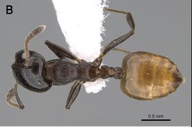 Crematogaster jacindae B.jpg