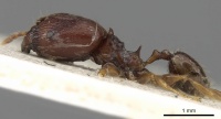 Pheidole bifurca casent0901318 p 1 high.jpg