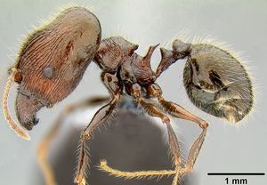 Pheidole furcata casent0171111 p 1 high.jpg