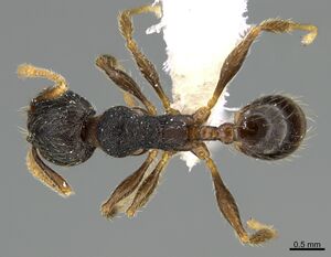 Pheidole obturaculum CASENT0646538 d.jpg