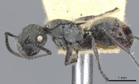 Polyrhachis heinlethii casent0903347 p 1 high.jpg