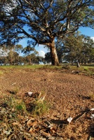 A large nest mound of I. purpureus. Nests are most often found in relatively open areas with high light levels.