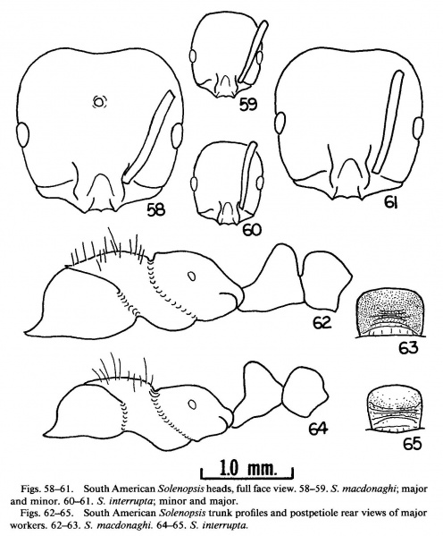 File:Trager 1991 Figure 58-65.jpg