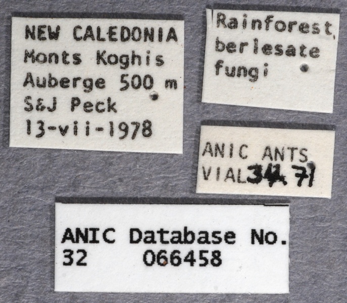 File:Vollenhovia denticulata dark-form ANIC32-066458 labels-Antwiki.jpg