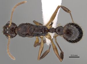 Aphaenogaster honduriana casent0625322 d 1 high.jpg