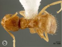 Brachymyrmex bahamensis holotype F12b.jpg