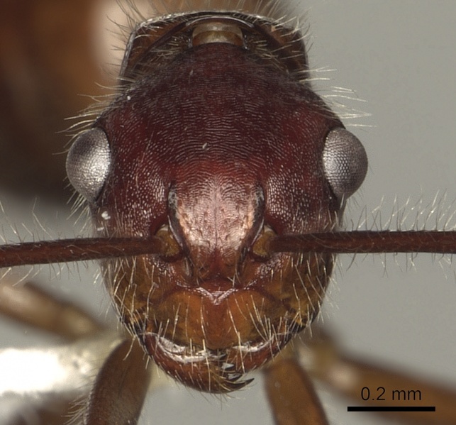 File:Camponotus chartifex casent0280325 h 1 high.jpg